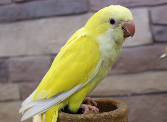 Monk Quaker Parrot Monk Parakeets for Sale in Pollachi