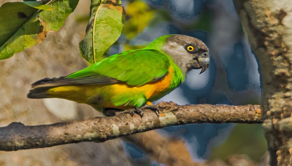 Senegal Parrot for Sale in Erode