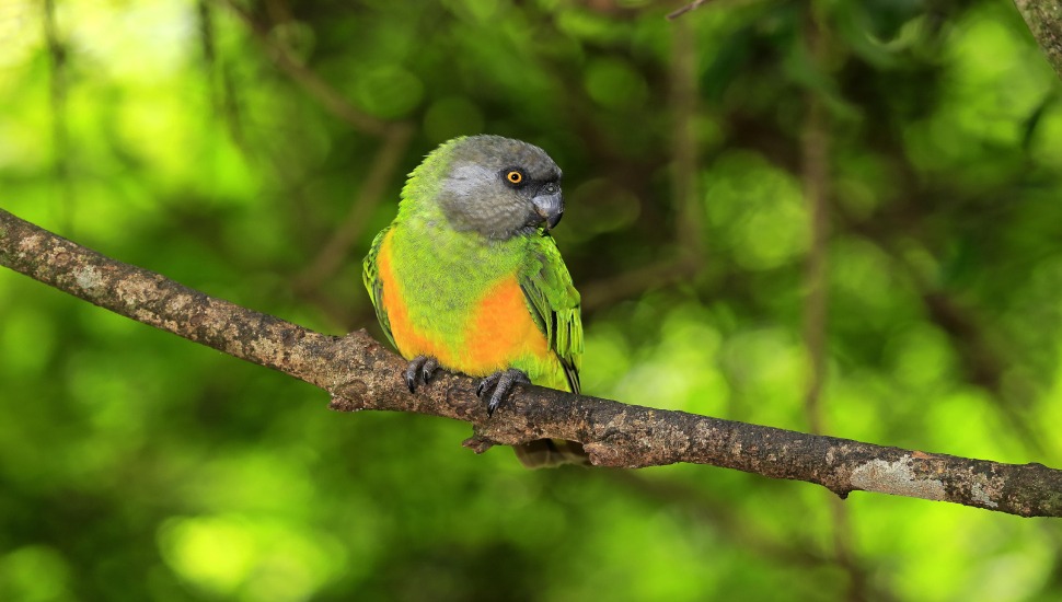 Senegal Parrot Price in Tiruppur