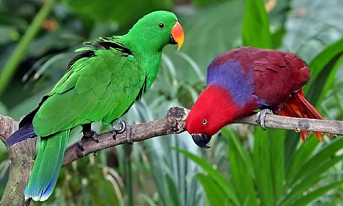 Eclectus Parrot Price in Udumalpet