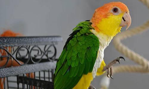 Caique Parrot Price in Kanyakumari