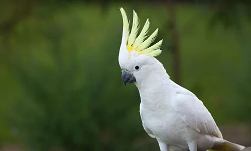 Cockatoos for Sale in Coimbatore