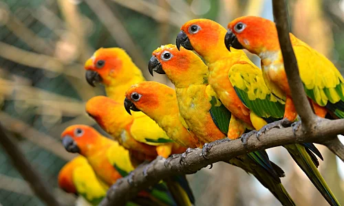 Conure Bird Price in Dharapuram