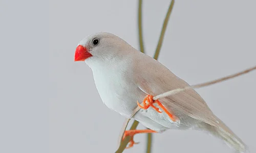 Finches Bird Price in Udumalaipettai