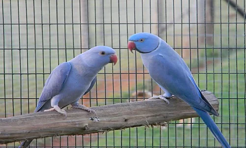 Indian Ringneck Parrot Price in Palani