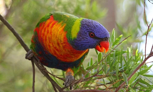 Lorikeets Price in Dindigul