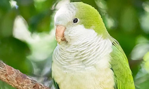 Quaker Parrots for Sale in Madurai