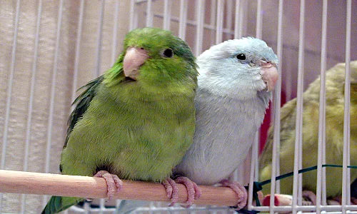 Parrotlet Birds for Sale in Tuticorin