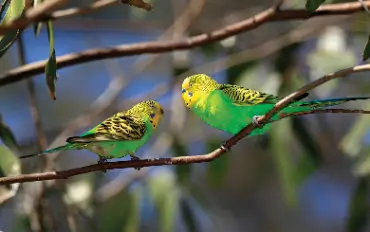 Love Birds For Sale in Pollachi