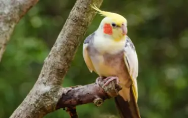 Hand Trained Cockatiel Birds For Sale At Best Price In Tiruppur