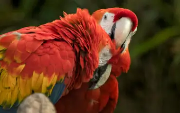 Blue And Gold Macaw Parrots For Sale At Best Price In Salem