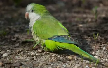 Quaker Parrot For Sale At Low Price In Erode