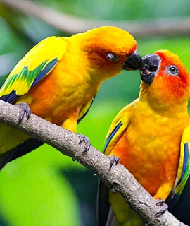 Birds Selling in Chennai