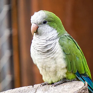 Quaker Monk Parrot for Sale in Madurai