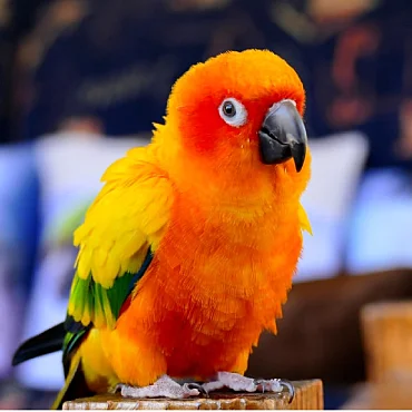 Sun Conure for Sale in Coimbatore