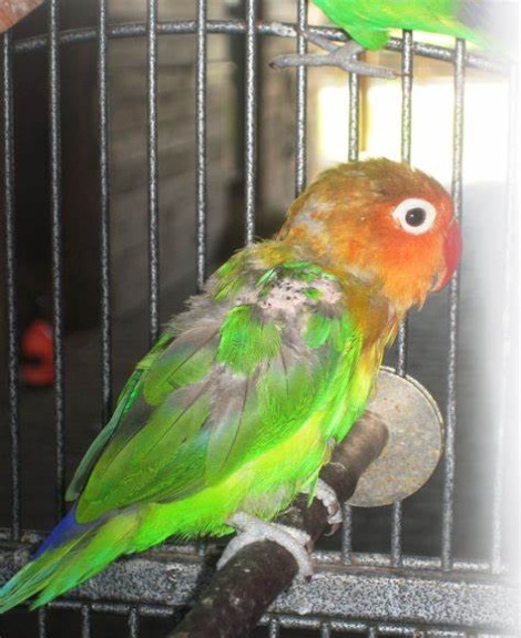 Fischer Lovebirds for Adoption in Coimbatore