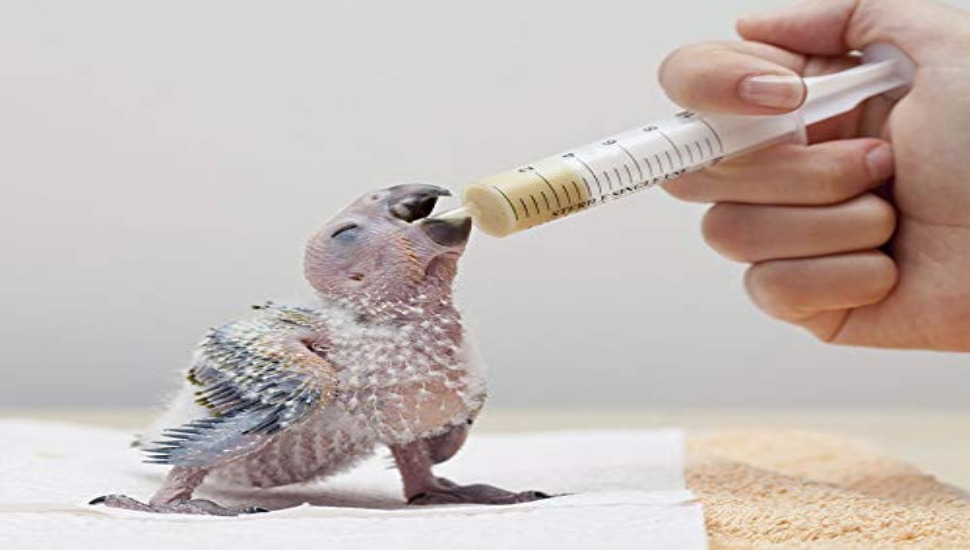 African Grey Parrot Price in Coimbatore