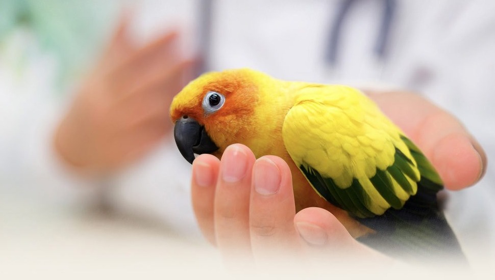 Sun Conure for Sale in Madurai