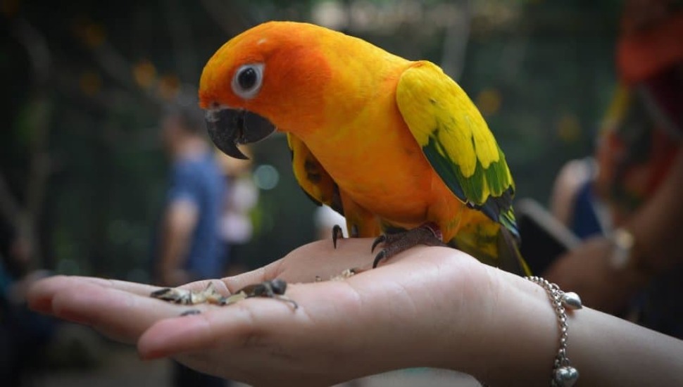 Sun Conure Price in Tamilnadu