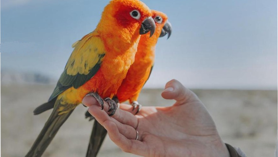 Sun Conure for Sale in Palani