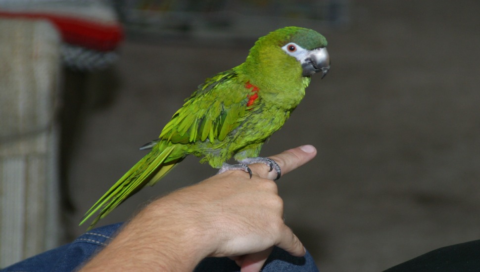 Birds Dealer in Coimbatore