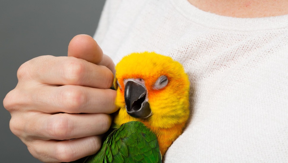 Jandaya Parakeet Jandaya Parakeet for Sale in Coimbatore