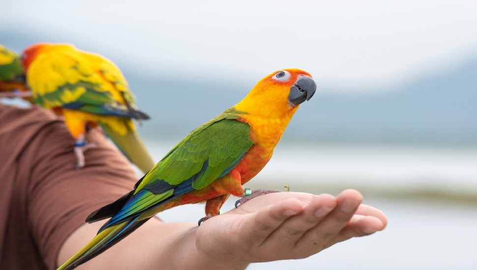 Red Shouldered Macaw Price in Coimbatore