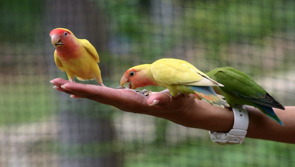 Birds Supplier in Coimbatore