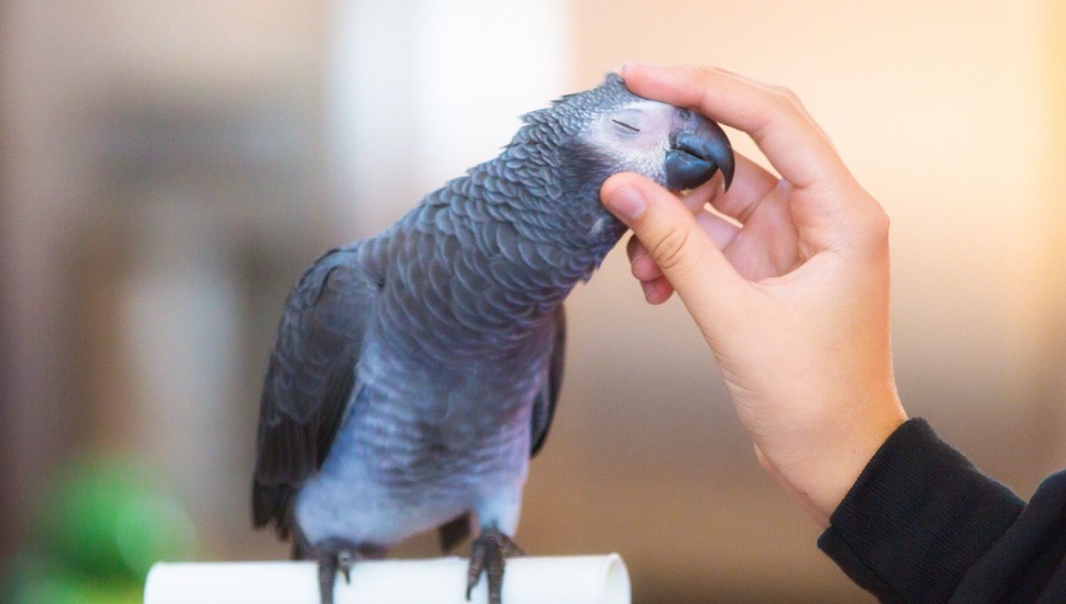 Peach Fronted Conure Price in Tirunelveli