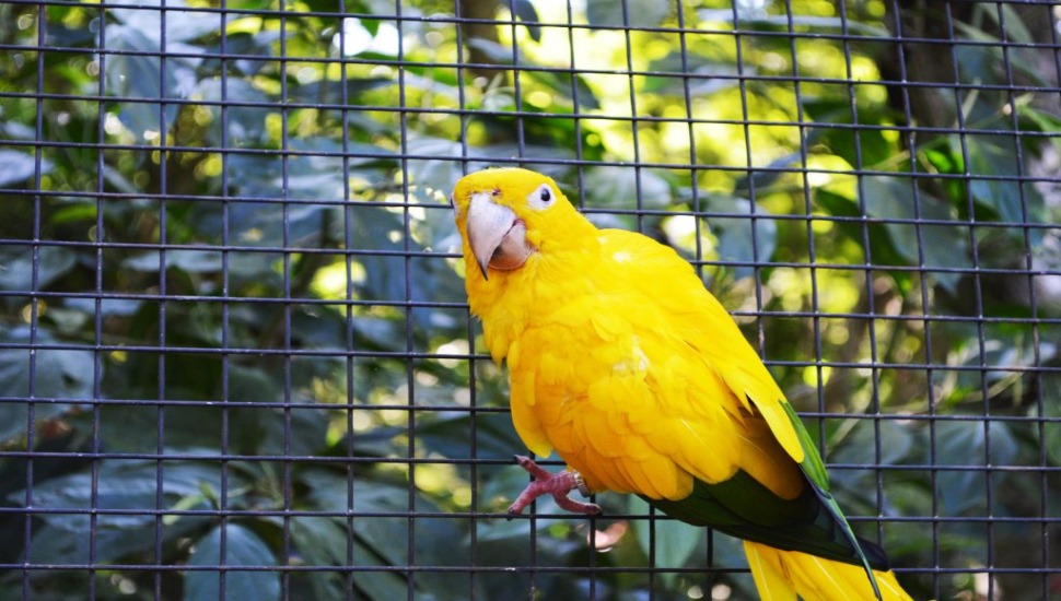 Golden Conure Price in Chennai