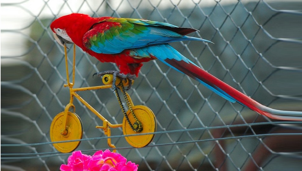 Sun Conure for Sale in Coimbatore