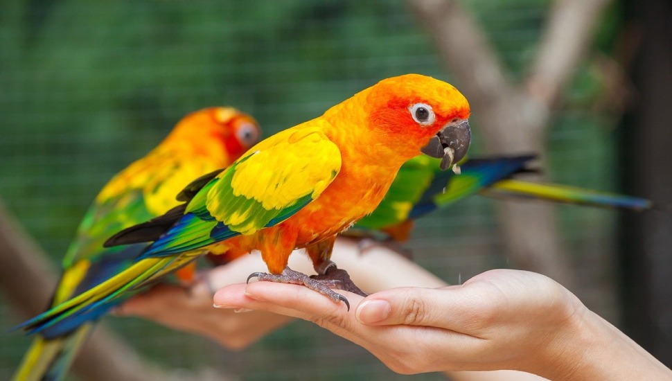 Scarlet Macaw for Sale in Madurai