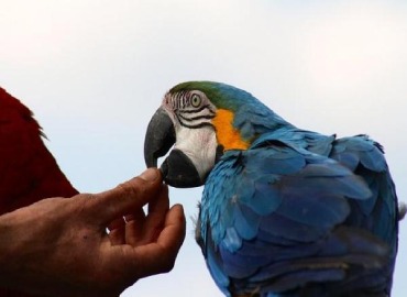 Birds Trainers With Trained Birds in Dindigul