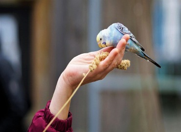 Birds Trainers With Trained Birds in Madurai