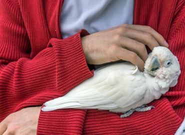 Birds Trainers With Trained Birds in Coimbatore