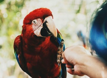 Birds Trainers With Trained Birds in Dharmapuri